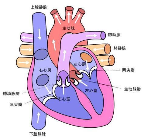 人心臟位置|心臟的各部位及其功能